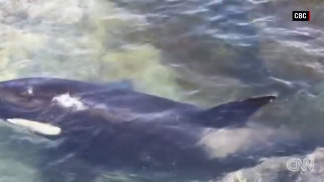 Un orque piégé par la marée est sauvé par des humains !