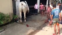 Very dangerous Cow bull run away 2016 latest