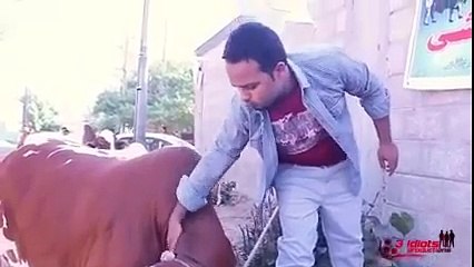 Cow Run away in qurbani 2016 september