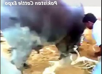Heavy Cow qurbani anaari kasai funny video eid 2016