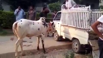 Most Danger Cow Bull For Qurbani 2016