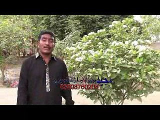 new sraeki song ranjha khan armani  Yaar cha banya him facebook tey