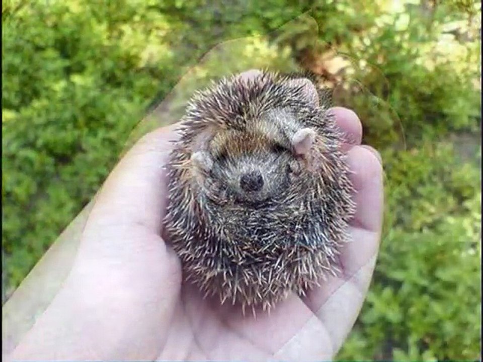 Cute baby hedgehog!!!