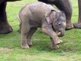 Cute baby elephant s first steps -and steps on his trunk! Adorable! At the Whipsnade Zoo, UK