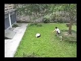 OMG it s so cute! - baby panda playing soccer (aka football)