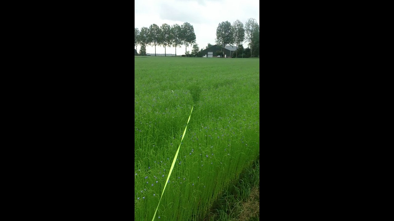 als het gras een hondje hoog is