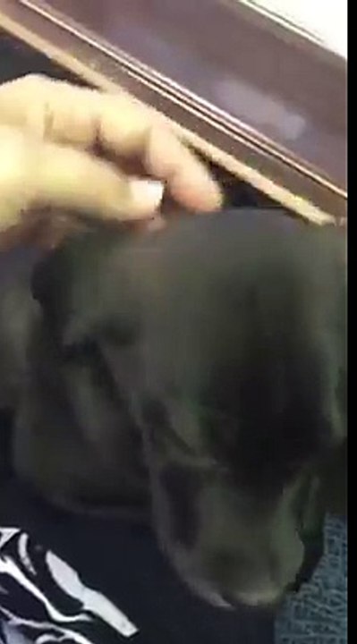 (2)Une conductrice voit un sac-poubelle aux mouvements bizarres sur la route, quand elle découvre le contenu, elle est sous