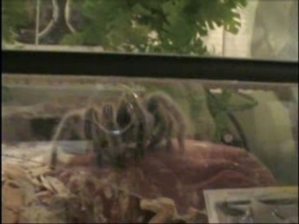 Mygale - Astarte et son grillon