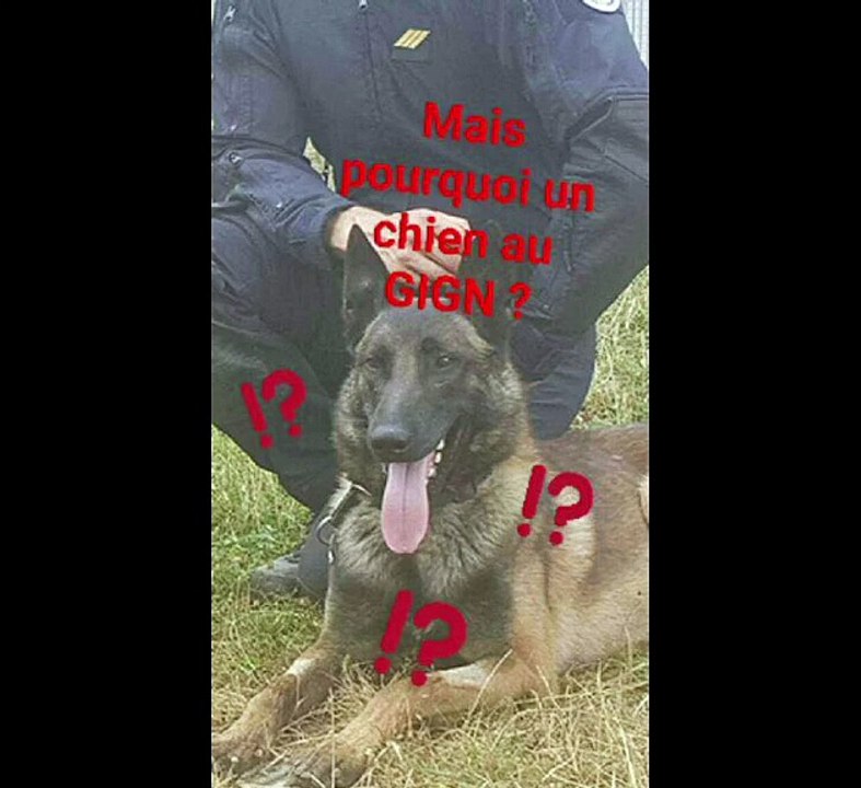 SnapGouv n°26 : La #JourneeMondialeDuChien avec Graf, chien d'intervention du GIGN