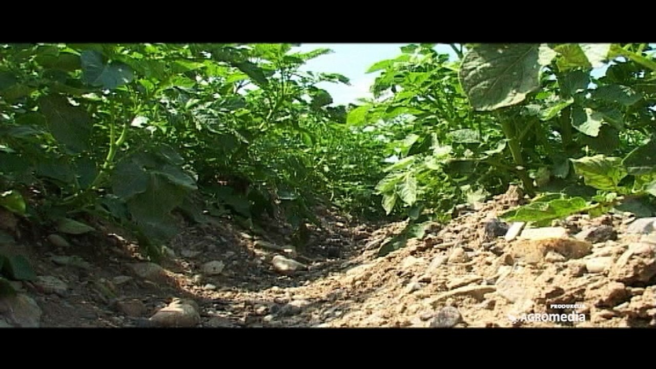 Kako da se izborite protiv insekata i korova u krompiru