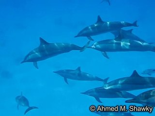 Spinner dolphin (Stenella longirostris) resting-Small shot