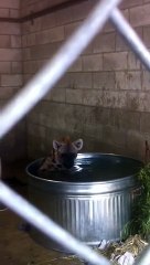 Cette hyène s'amuse comme une folle dans son bain