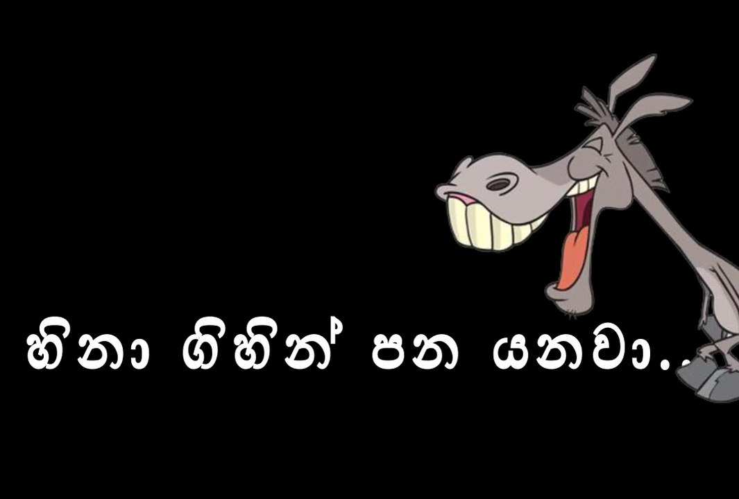 Animal Funny moments ever