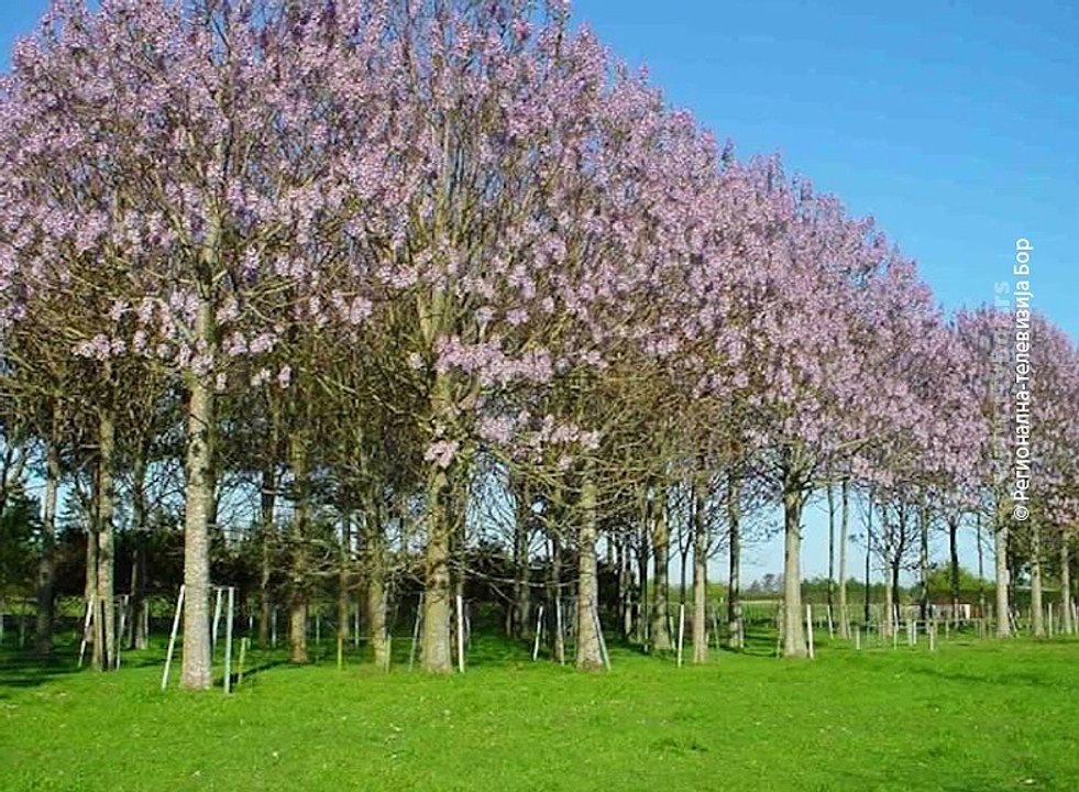 Jos jedan konkurs za pcelare, 1. septembar 2016. (RTV Bor)