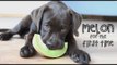 Labrador Puppy Loves Chewing on a Melon