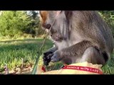 Monkey Gets Care Package in Post With Lots of Tasty Treats