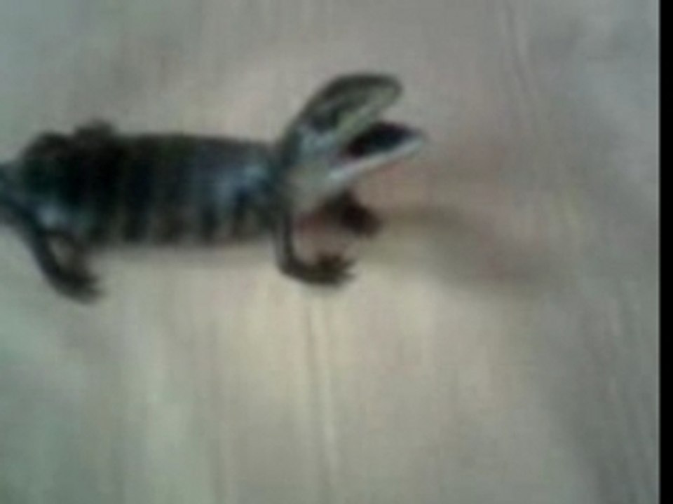 Godzilla 1er