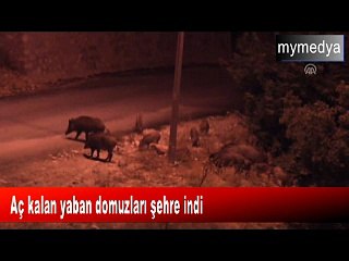 Aç kalan yaban domuzları şehre indi