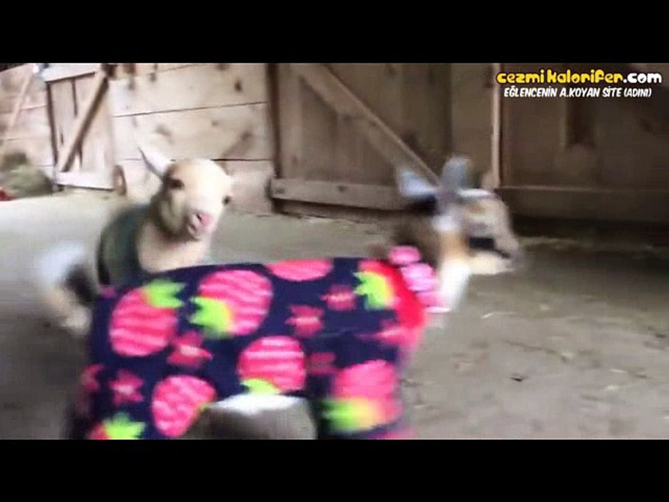 Pijamalarıyla Pek Sevimli Olan Keçiler