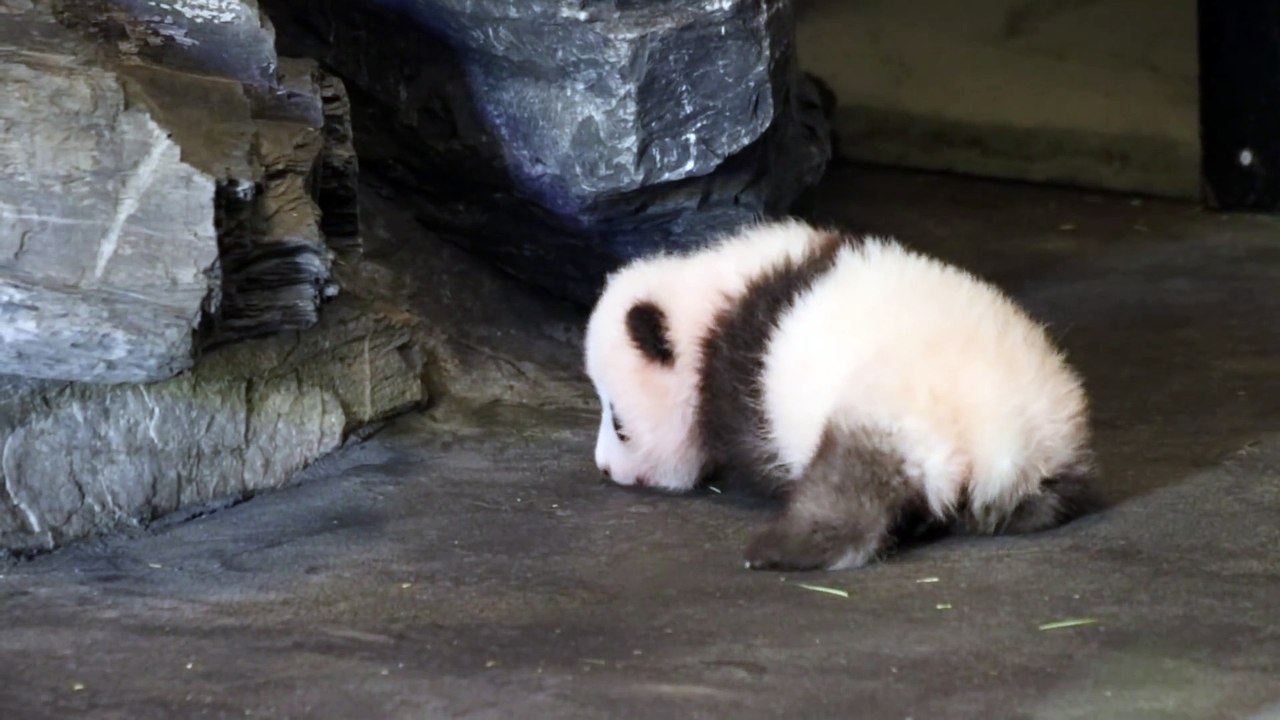 L'instant meugnon : les premiers pas d'un bébé panda belge