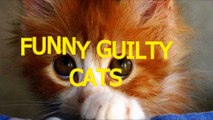 Cute cats feel guilty - Funny guilty cat compilation