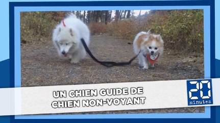 Un chien guide de chien non-voyant