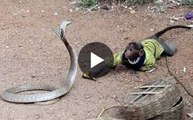 OMG ! Monkey  fight with  Dangerous Cobra