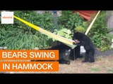 Family of Bears Invade Garden and Play With Hammock