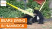 Family of Bears Invade Garden and Play With Hammock
