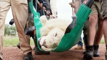Il redonne vie à un lion en lui réparant ses deux canines avec de la colle pour dentiers