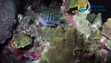 Coral Spawning 2014 at Scuba St. Lucia