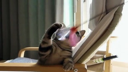 Веселый котик тигрового окраса .