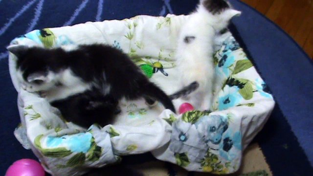 Котятам 30 дней от рождения . Какие они ?