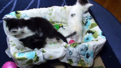 Котятам  30 дней от рождения . Какие они ?