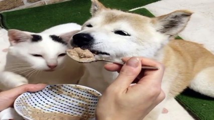 Кот и пес ! Соперничают за еду .