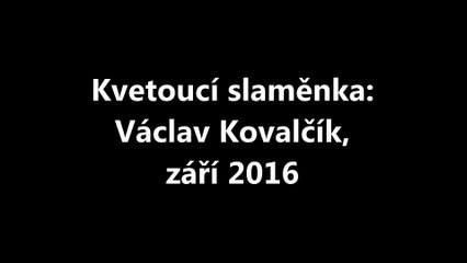 Kvetoucí slaměnka: Václav Kovalčík, září 2016