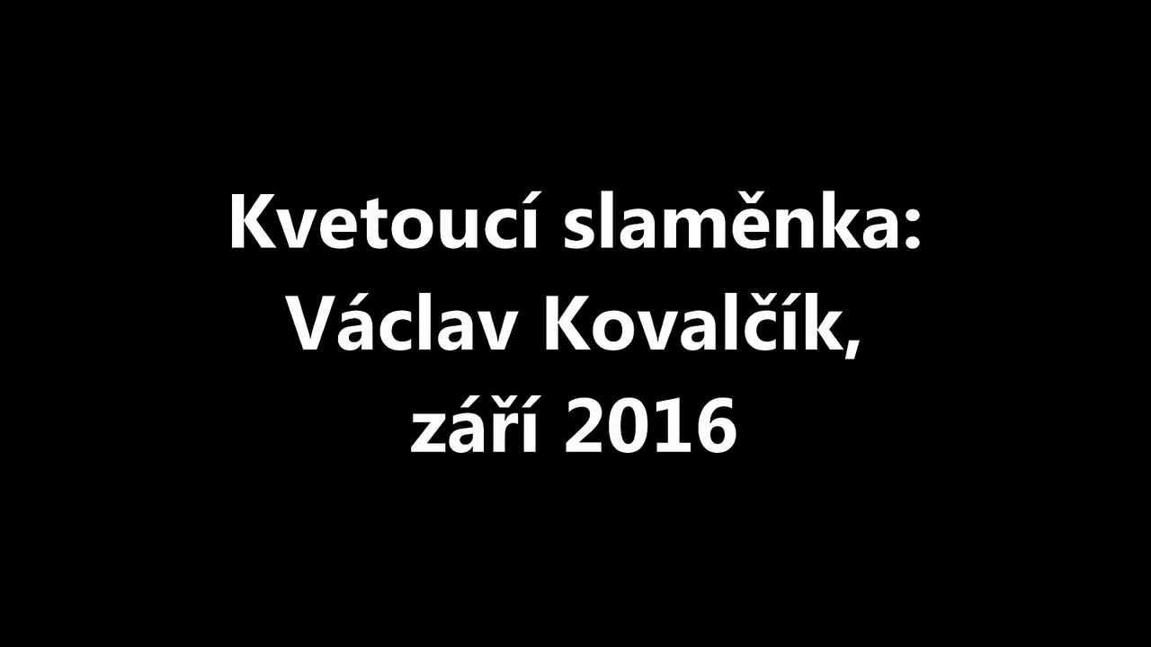 Kvetoucí slaměnka: Václav Kovalčík, září 2016