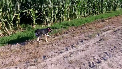 Stella aug 2016 Most Pri Bratislave balade a la riviere