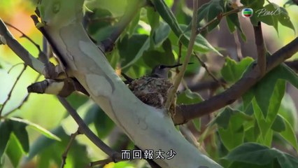 (2016)動物安樂窩(Animal Homes) 02