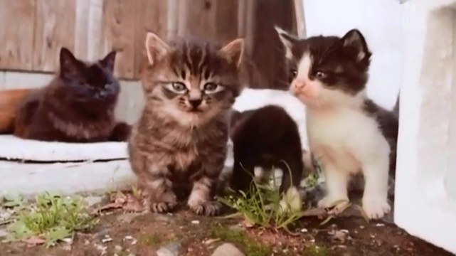 Остров Кошек / The Island Cats (2016)