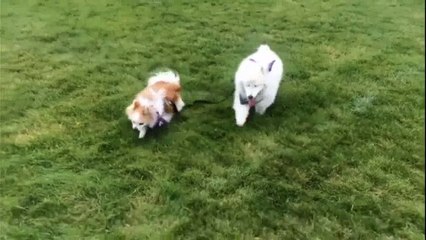 Un petit chien accompagne partout son copain aveugle