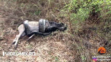 Această antilopă s-a întors din MORȚI și a UCIS acest piton care încerca să o înghită. Imaginile sunt uimitoare!