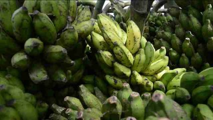 Daranggiri, la aldea india con el mercado de plátanos más grande de Asia