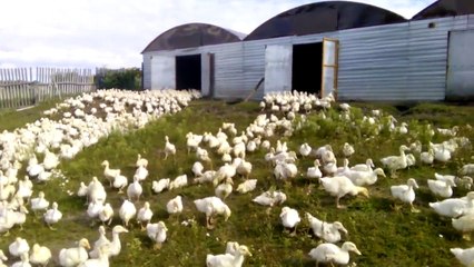 Thousands of excited ducks 'run' towards pond