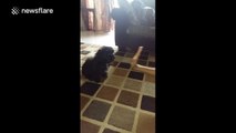 Adorable puppy trained to give high-fives