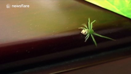 Spider appears to have the face of a human on its back