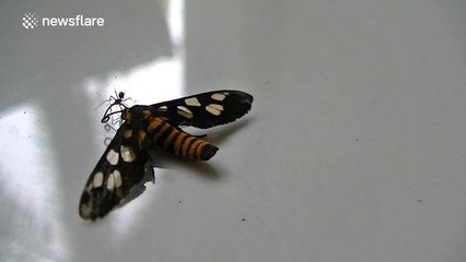 Tenacious ant drags large moth along the floor