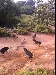 PET DOGS VS KING COBRA