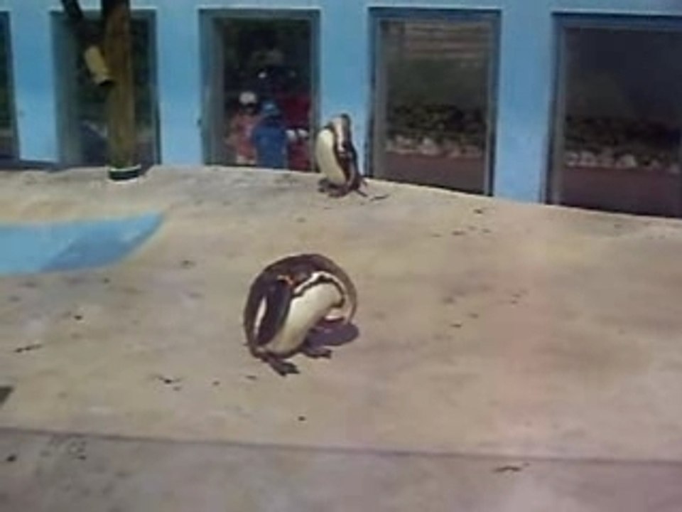 colo pégomas juillet 2007 marineland 1