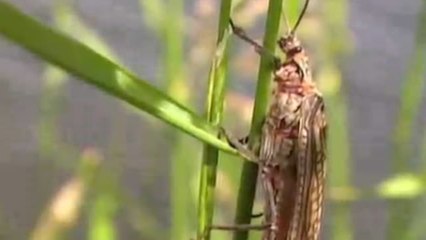 Todd Moen - Fluss des Lebens 1